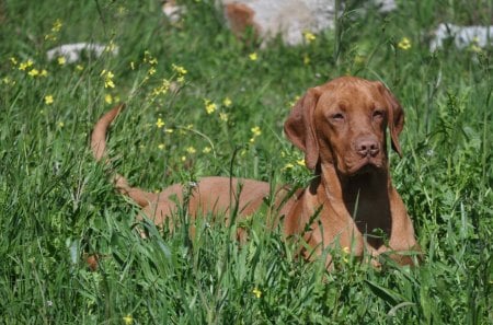 vizsla - dogs, hungaro, vizsla, braco