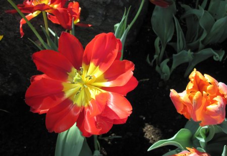 Spring Blooms 38 - red, garden, tulips, flowers, photography, yellow, green