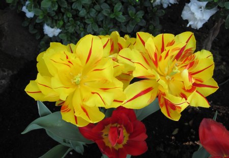 Spring Blooms 46 - Yellow, Flowers, garden, red, green, photography, Tulips