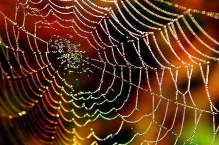 RAINBOW WEB - spider web, colors, photography, net