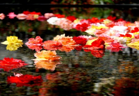 SPRING FLOAT - flowers, spring, water, floating