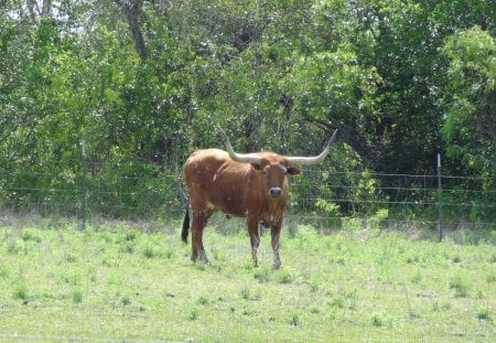 What are YOU Looking At? - grass, cattle, cows, longhorn