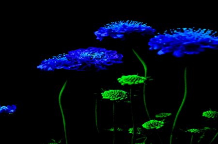 MIDNIGHT BLOOMS - blooms, night, flowers, spring