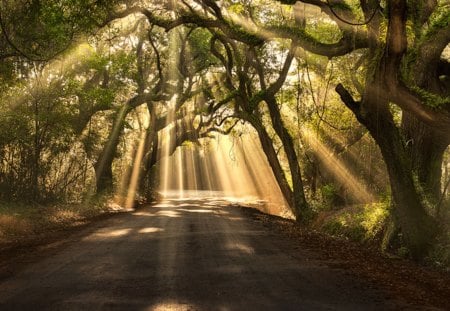 * - trees, nature, road, light, sun