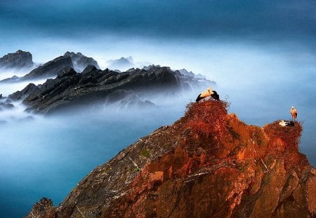 storks nesting on mountain peaks - mountains, peaks, nests, clouds, birds