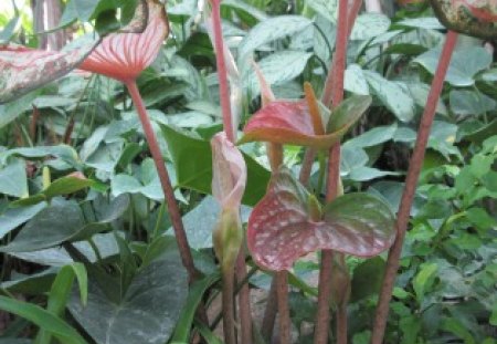 Indoor Botanical Garden 20 - red, garden, flamingo lily, flowers, photography, green