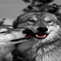 Wolf Love