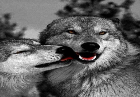 Wolf Love - dogs, wolves, animals, photography