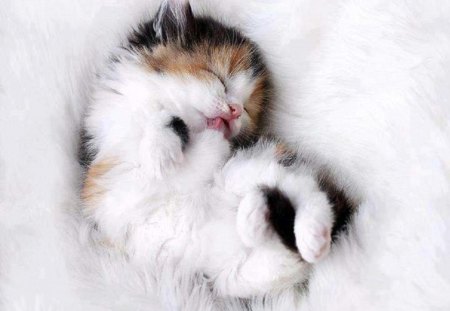 Kitty Nap - animals, rug, cats, kitten