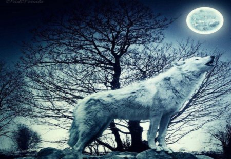 Howling Time - wolf, moon, abstract, animals, tree, fantasy