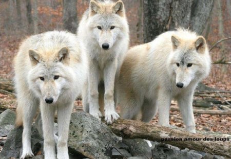 White Trio - trees, dogs, animals, wolves