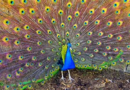 *** Peacock *** - animal, animals, bird, peacock, beautiful, birds