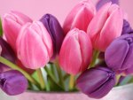 pink and pink tulips