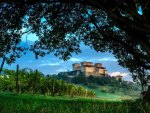 vineyards by a castle on a hill