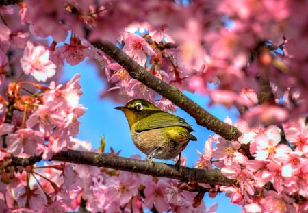 *** Bird *** - animal, animals, bird, flowers, birds