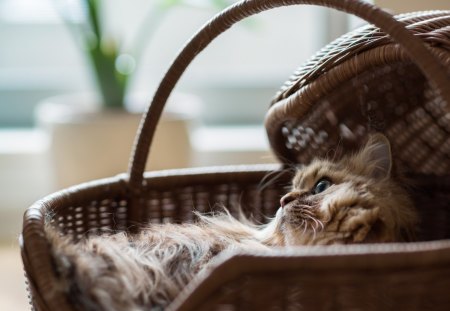 *** Cat in basket *** - cats, animal, animals, cat, basket