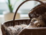 *** Cat in basket ***