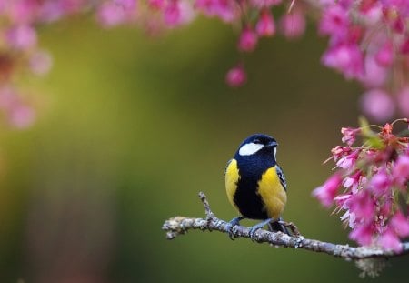 *** Bird on a flowering branch *** - branch, animals, flowering, spring, bird, yellow, pink, animal, green, titmouse, cute, birds, flower