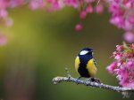 *** Bird on a flowering branch ***