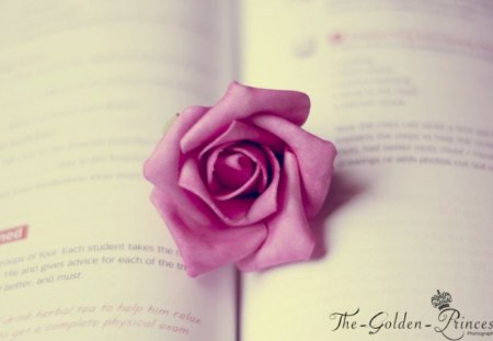 A Book and Rose - rose, flower, pink, book