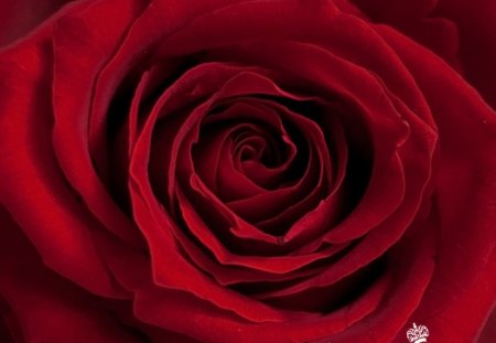 Red Rose - red, flower, nature, rose