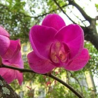 Pretty orchids