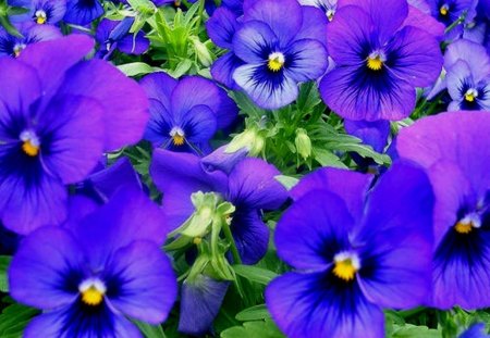 Violet flowers - new, image, color, wallpper