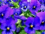 Violet flowers