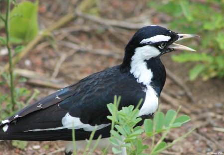 Looking for food - feathers, Black, green, beak