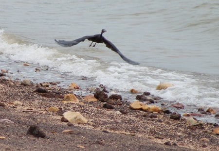 Taking off at the beach - waves, feathers, rocks, wings