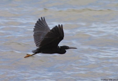 In flight.