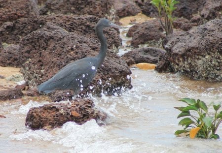 Strutting its stuff. - water, plants, bird, rocks