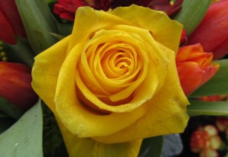 Sunshine for the Flowergirl - Yellow, Blooms, Flora, Petals, Roses