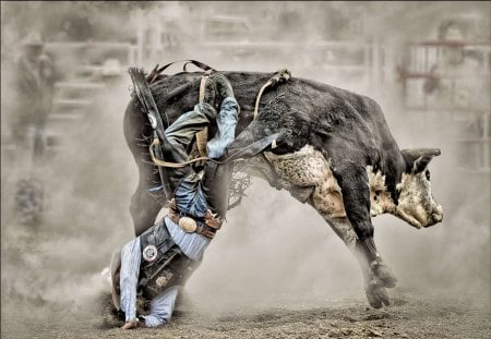 Rodeo - photo, cow, rodeo, cowboy