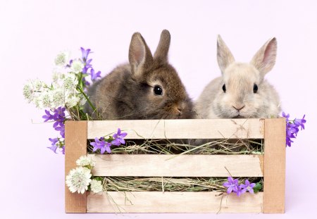 Bunnies â™¥ - white, mauve, holidays, special days, bunnies, easter, flowers, spring