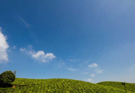 Bright Start - Greenhill, lonetree, beautiful, green, positive, teagarden, sky