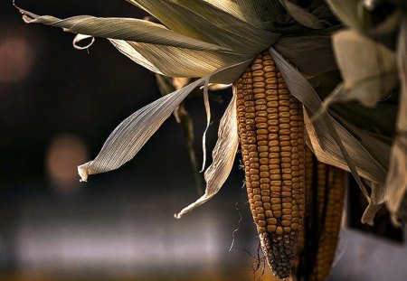 Dry Corn on the Cob - photograph, cob, dried, corn