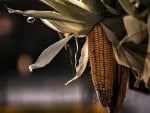 Dry Corn on the Cob