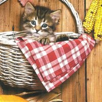 A tabby kitten in a basket