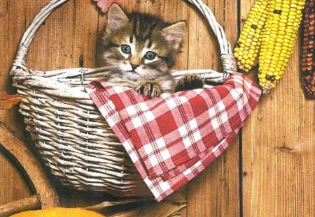 A tabby kitten in a basket - tabby, basket, corn, kitten