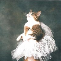 A tabby cat wearing a tutu