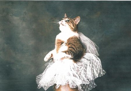 A tabby cat wearing a tutu - tabby, cute, cat, tutu