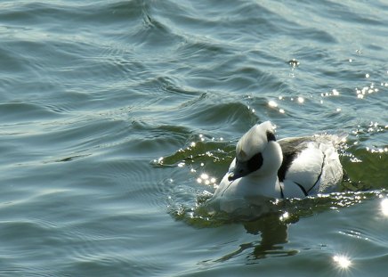 Swimming in the sea - bird, birds, animal, beautiful, sea