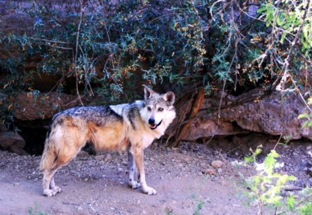 Lone Wolf - wolfpark, grey, nature, predator