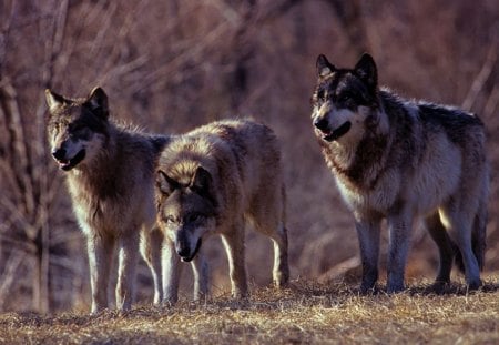 Wolfpack - grey, nature, predator, wolfpark, wolves