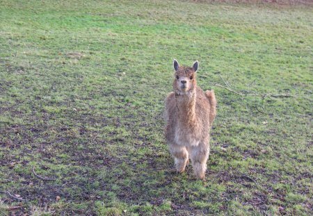 Alpaca is looking to you - Alpaca, Animals, Lama, Animal, sweet