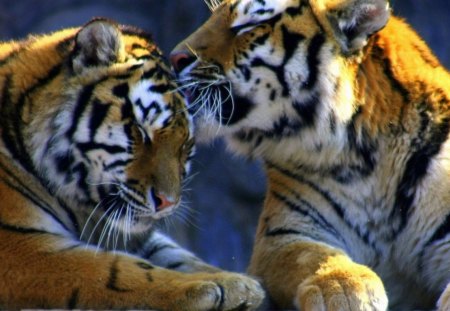 Tigers - cats, technology, animals, other