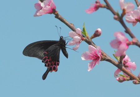 *** Butterfly on a flowering branch *** - branch, animal, butterflies, butterfly, flowering, animals