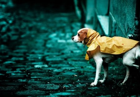 *** A dog in a yellow jacket *** - animal, dogs, yellow, jacket, dog, animals