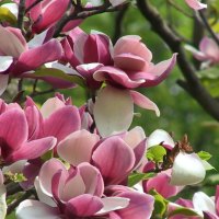 Amazing Magnolia tree